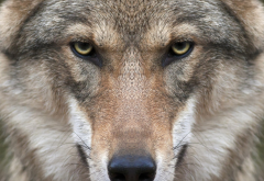 wolf, animals, nature, closeup, face wallpaper