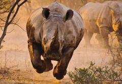 rhino, savannah, animals, desert, nature, rhinoceros wallpaper