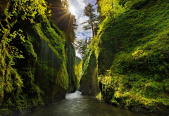 canyon, Oregon, usa, sun rays, moss, river, shrubs, nature, landscape wallpaper