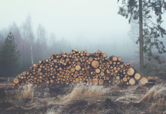 mist, log, wood, forest, fog, nature wallpaper