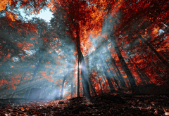 autumn, nature, leaves, forest, sun rays, fall, trees, Turkey wallpaper