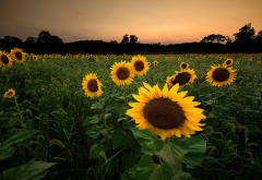 sunflowers, flowers, field, nature wallpaper