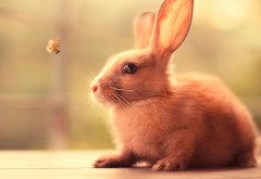 rabbit, butterfly, animals, nature, insect wallpaper