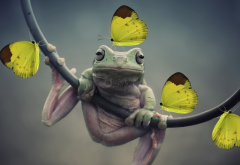 frog, butterfly, animals, nature, closeup, amphibians, insect wallpaper