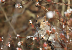 squirrel, branch, nature, animals wallpaper