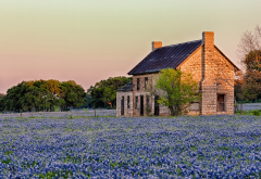 Texas Bluebonnet, Lupinus texensis, flowers, house, tree, nature, house wallpaper
