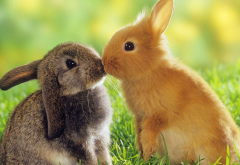 rabbits, grass, animals, cute wallpaper