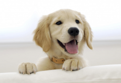 golden retriever, dog, animals, puppy wallpaper