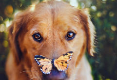 dog, butterfly, eyes, animals wallpaper