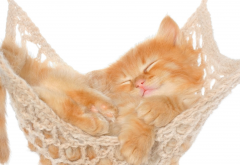 cat, kitten, animals, nature, baby animals, hammock wallpaper
