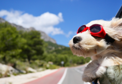 dog, animals, face, wind, glasses, car, road wallpaper