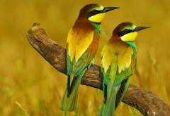 bird, bee-eater, branch wallpaper