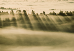 tree, forest, clouds, fog, sun rays, pine tree, nature wallpaper