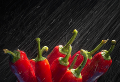 water, macro, pepper, rain, food wallpaper