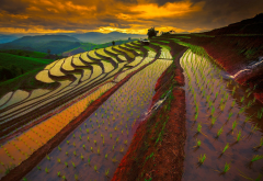 rice paddy, terraces, sky, Thailand, sunrise, mountains, field, water, nature, landscape wallpaper