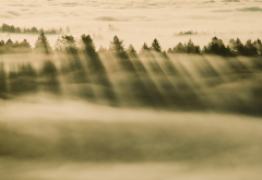 fog, tree, sun rays, nature, landscape wallpaper
