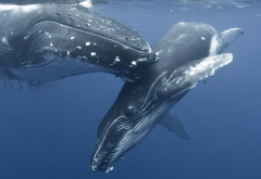 humpback whale, whale, nature, animals, water, sea, underwater, baby animals, mammals wallpaper