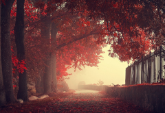 nature, fog, landscapes, fall, autumn, fences, trees, mist, roads, leaves wallpaper