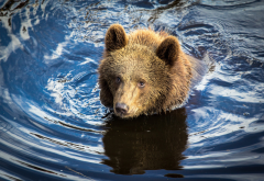 bear, animals, nature, swimming bear wallpaper
