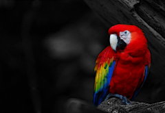 birds, parrots wallpaper