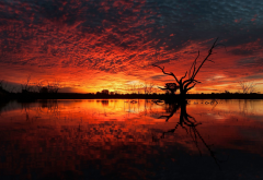 sunset, horizon, nature, tree, dead tree, clouds, water, silhouette, reflections wallpaper