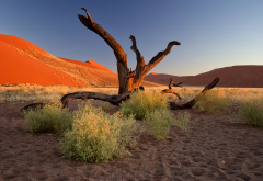 Namibia, Africa, nature, dead tree, desert, sand, hill wallpaper