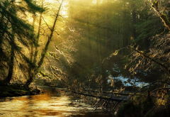 sun rays, nature, forest, river, sunlight, tree wallpaper