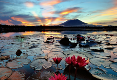 nature, lake, Philippines, flowers, lotus, sunset wallpaper