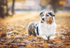 australian shepherd, dog, autumn, keaf, leaves, maple leaves wallpaper