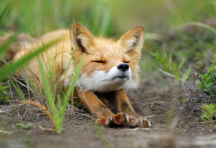 animals, fox, grass wallpaper