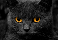 cat, animals, orange eyes wallpaper