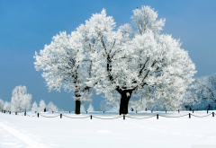 snow, winter, tree, nature wallpaper