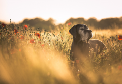 dog, field, flowers, animals, nature, poppy wallpaper