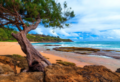 Kauai, Hawaii, island, beach, ocean, tree, sand, peninsulas, landscape, nature wallpaper