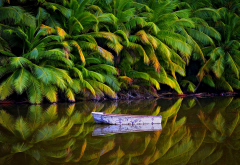 nature, palm trees, jungles, lake, boat, Australia, tropical, island, water, reflection wallpaper