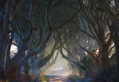 Ireland, nature, fairy tale, road, alley, tree, mist, sun rays wallpaper