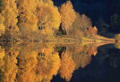 nature, lake, forest, autumn, water, reflection, tree, calm wallpaper