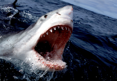 Great White Shark, sea, shark, jaws, animals wallpaper