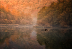 nature, forest, lake, bird, duck, flying, reflections, mist, tree, fall wallpaper