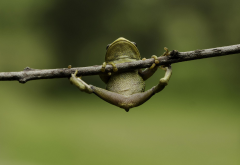frog, animals, branch wallpaper