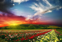 nature, landscape, sunset, clouds, flowers wallpaper