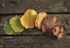 autumn, leaf, leaves, wood, wooden surface wallpaper