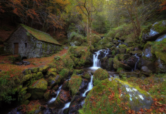 moss, autumn, forest, nature, stream, waterfall, france, house wallpaper