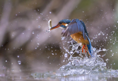Kingfisher, bird, fish, water, water drops, nature, animals wallpaper