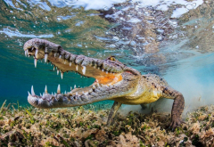 crocodile, underwater, nature, animals, muzzles, fangs, water, reptile, wildlife, fisheye lens wallpaper