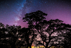 night, stars, tree, silhouette wallpaper
