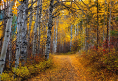 aspen, tree, leaves, path, forest, dirt road, autumn, fall, forest, nature wallpaper