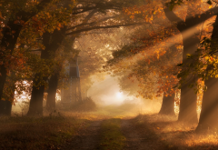 morning, sun rays, fall, tree, mist, path, leaves, nature wallpaper