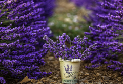 lavender, flowers, photography, nature wallpaper