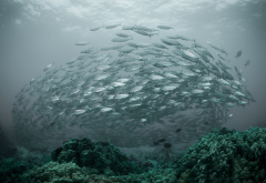 nature, underwater, sea, fish, shoal of fish, coral wallpaper